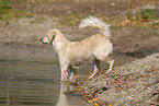 bathing Golden Retriever