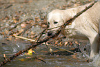 playing Golden Retriever