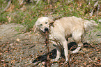 playing Golden Retriever