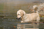 playing Golden Retriever