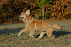 running Golden Retriever