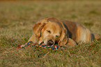 playing Golden Retriever