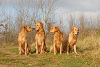 sitting Golden Retriever