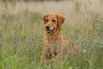 lying Golden Retriever