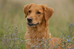 Golden Retriever Portrait