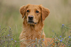 Golden Retriever Portrait