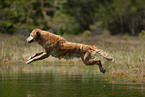 bathing Golden Retriever