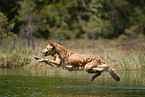 bathing Golden Retriever