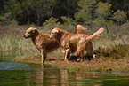 bathing Golden Retriever