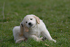 Golden Retriever puppy