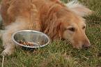 Golden Retriever with food bowl