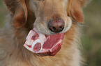 Golden Retriever eats meat