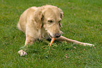 Golden Retriever with carrot