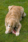 Golden Retriever eats meat