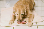 Golden Retriever eats meat