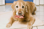 Golden Retriever eats meat