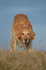 standing Golden Retriever