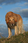 standing Golden Retriever