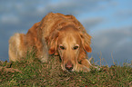 lying Golden Retriever