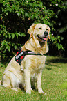 Golden Retriever on meadow