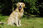 Golden Retriever on meadow