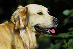 Golden Retriever Portrait