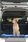 Golden Retriever in car