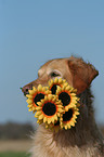 Golden Retriever Portrait