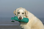 Golden Retriever with Dummy