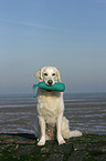 Golden Retriever with Dummy