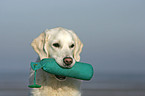 Golden Retriever with Dummy