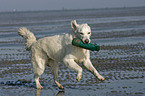 running Golden Retriever