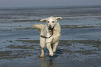 running Golden Retriever