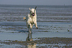 running Golden Retriever