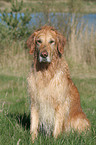 sitting Golden Retriever