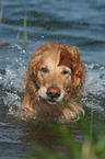 shaking Golden Retriever