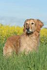male Golden Retriever
