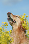 Golden Retriever Portrait