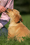 Golden Retriever puppy