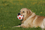 Golden Retriever on meadow