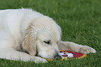 Golden Retriever on meadow