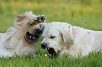 Golden Retriever on meadow