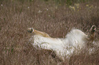 male Golden Retriever