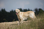 male Golden Retriever