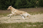 male Golden Retriever