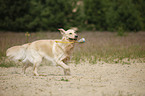 male Golden Retriever