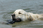 bathing Golden Retriever