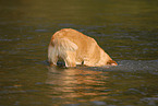 diving Golden Retriever