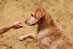 Golden Retriever gives paw