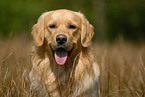 Golden Retriever Portrait